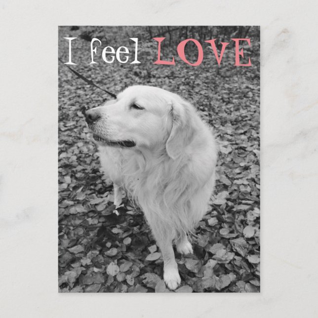 Golden retriever VALENTINE'S DAY Postcard (Front)