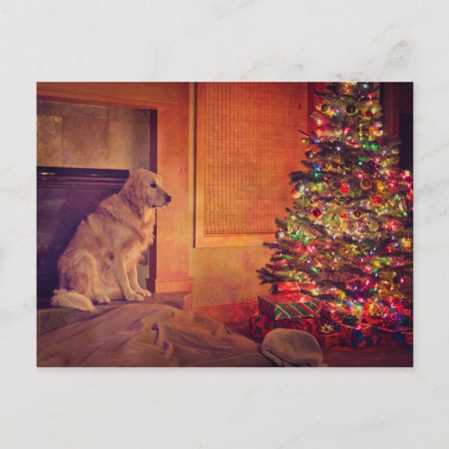 Golden retriever waits by fireplace postcard (Front)