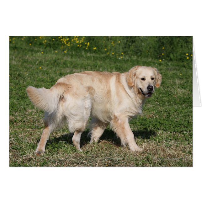 Golden Retriever Walking (Front Horizontal)