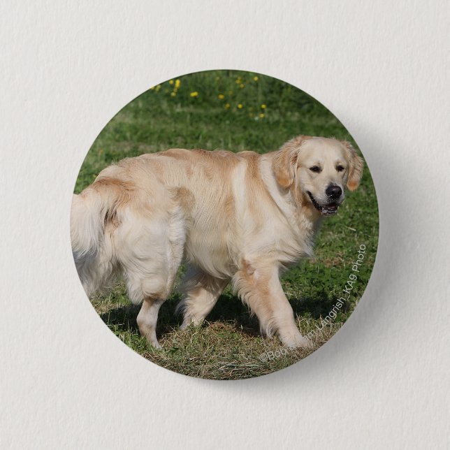 Golden Retriever Walking 6 Cm Round Badge (Front)