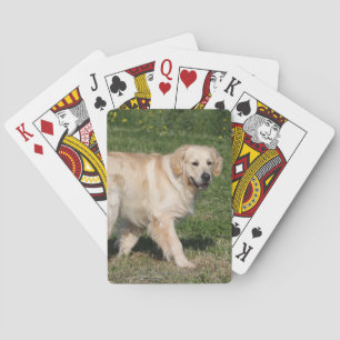 Golden Retriever Walking Playing Cards