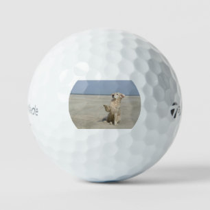 golden-retriever-waving at beach golf balls