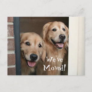Golden Retriever We've Moved New Address Announcement Postcard