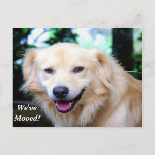 Golden Retriever We've Moved New Address Announcement Postcard