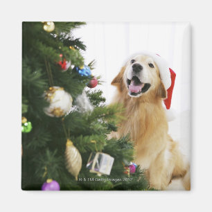 Golden retriever which watches Christmas tree Magnet
