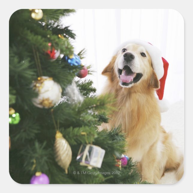 Golden retriever which watches Christmas tree Square Sticker (Front)
