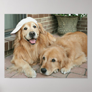 Golden Retriever With Baseball Cap Poster