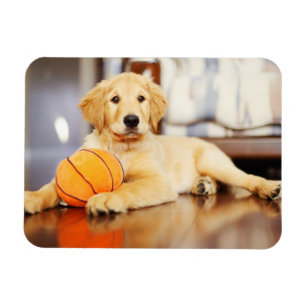Golden Retriever With Basketball Toy Magnet