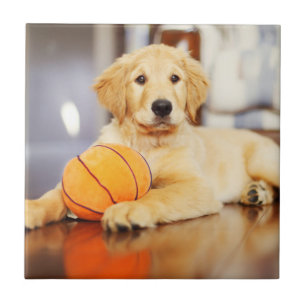 Golden Retriever With Basketball Toy Tile