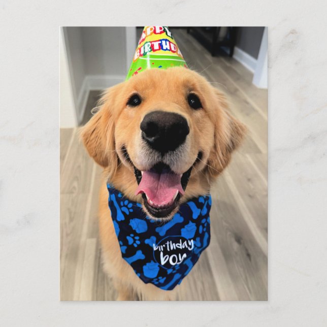 Golden Retriever with Birthday Hat and Bandanna Postcard (Front)