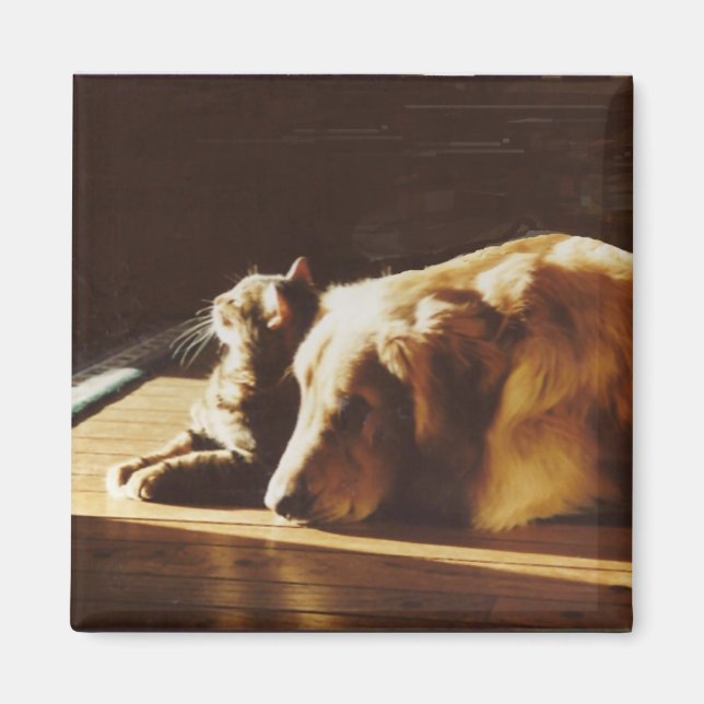 Golden Retriever With Cat Magnet (Front)