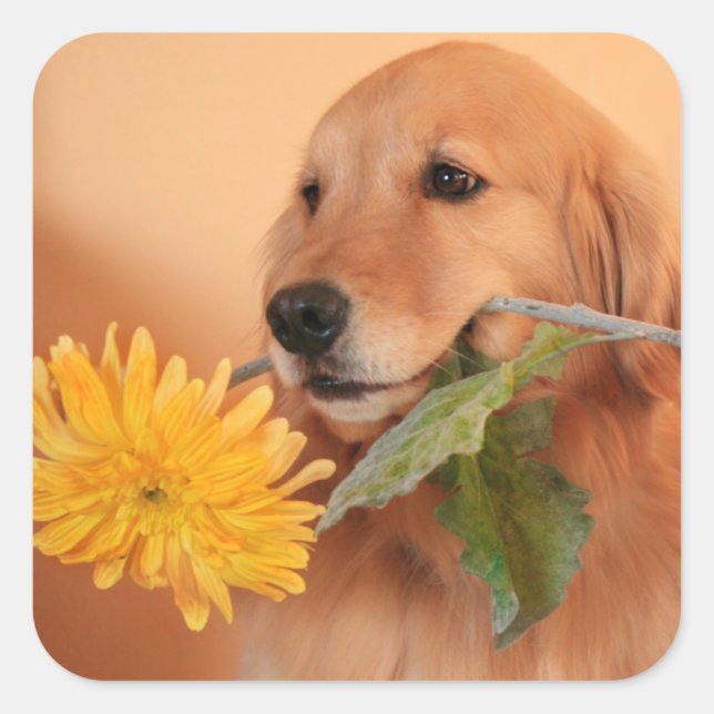 Golden Retriever With Flower Stickers (Front)
