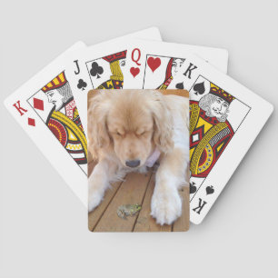 Golden retriever with frog playing cards