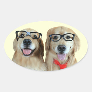 Golden Retriever With Nerd Glasses Stickers