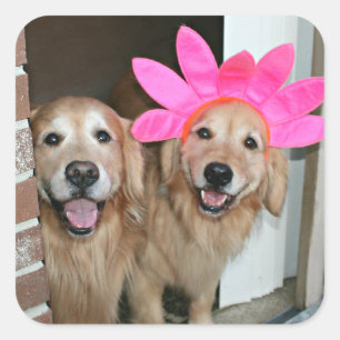 Golden Retriever With Pink Flower Headband Square Sticker