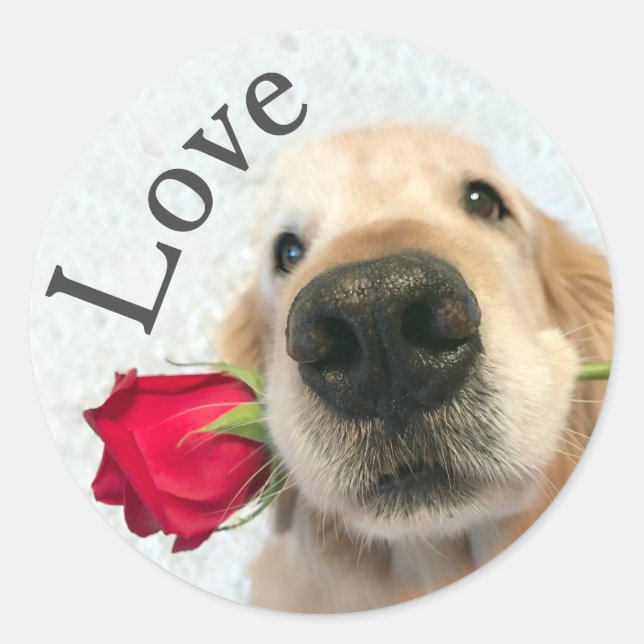 Golden Retriever With Red Rose Valentine Love Classic Round Sticker (Front)