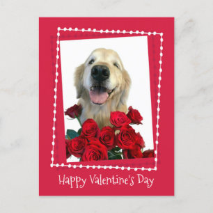 Golden Retriever With Red Roses Valentine's Day Holiday Postcard