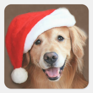Golden Retriever With Santa Hat Square Sticker