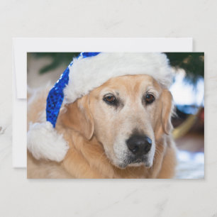 Golden Retriever with  santa's hat in Christmas Holiday Card