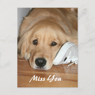 Golden Retriever With Shoe Miss You Postcard