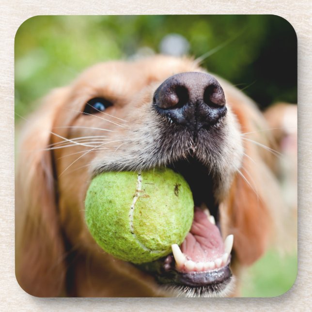 Golden Retriever With Tennis Ball Coaster (Front)