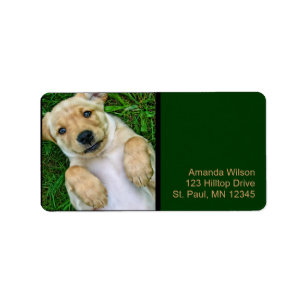 Golden Retriever Yellow Lab Puppy Address Labels