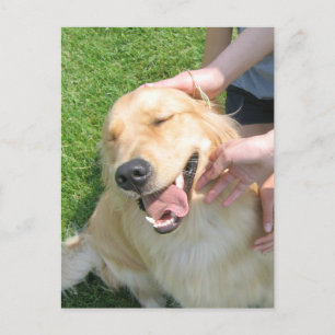 Golden Retriever You Did It Congrats Encouragement Postcard