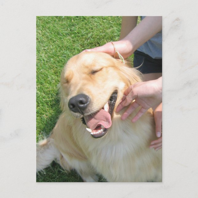 Golden Retriever You Did It Congrats Encouragement Postcard (Front)