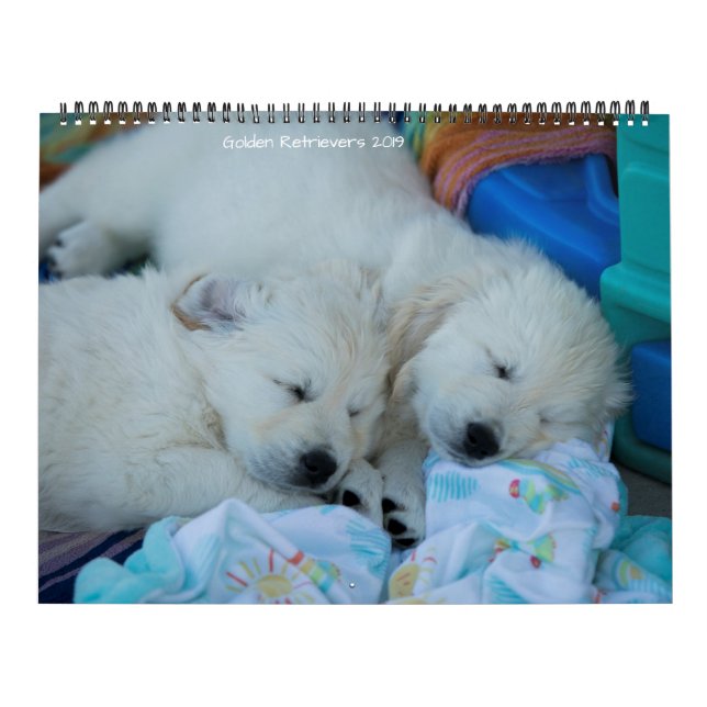 Golden Retrievers 2019 Calendar (Cover)