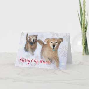 Golden Retrievers Dashing Thru the Snow Christmas Holiday Card