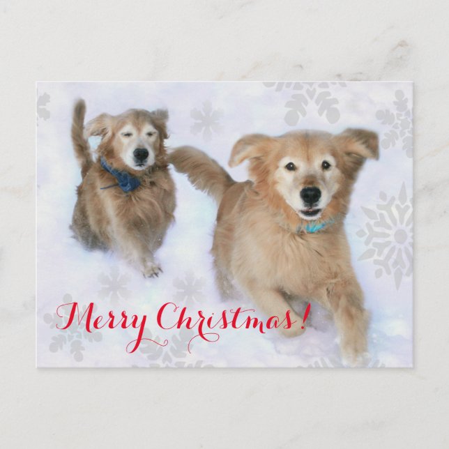 Golden Retrievers Dashing Thru the Snow Christmas Holiday Postcard (Front)