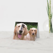 Golden Retrievers Peter Fox and Mom Thank You Card