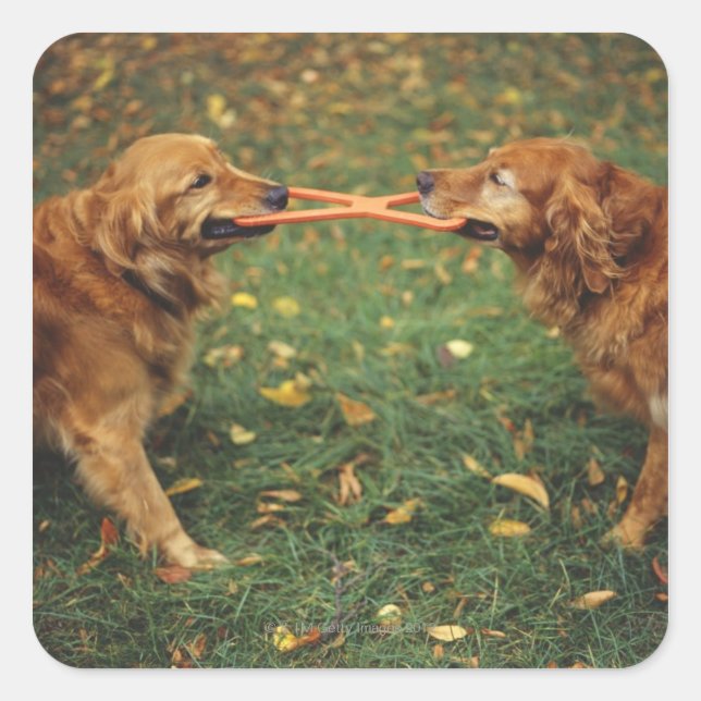 Golden Retrievers playing tug-of-war with toy in Square Sticker (Front)