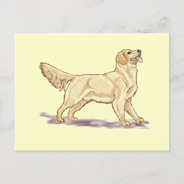 Golden Retrievers Postcard (Front)