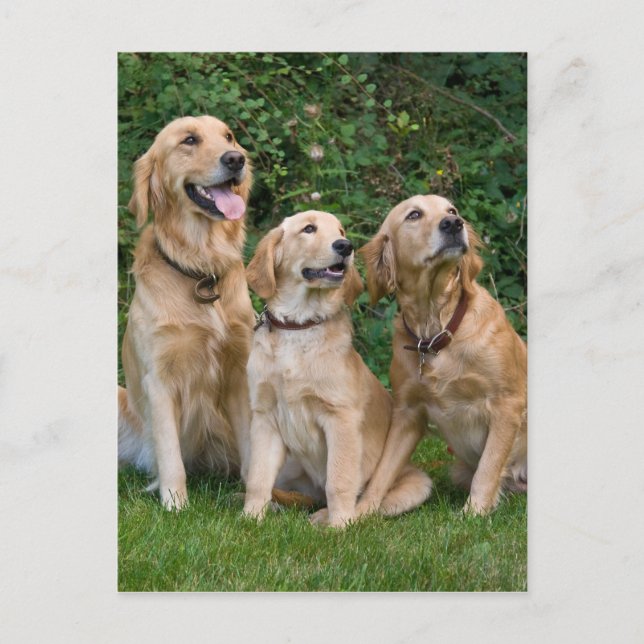 Golden Retrievers Postcard (Front)