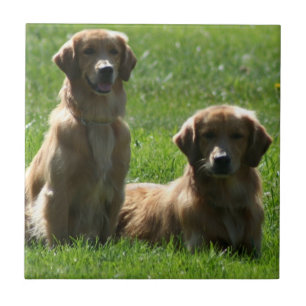 Golden Retrievers Tile