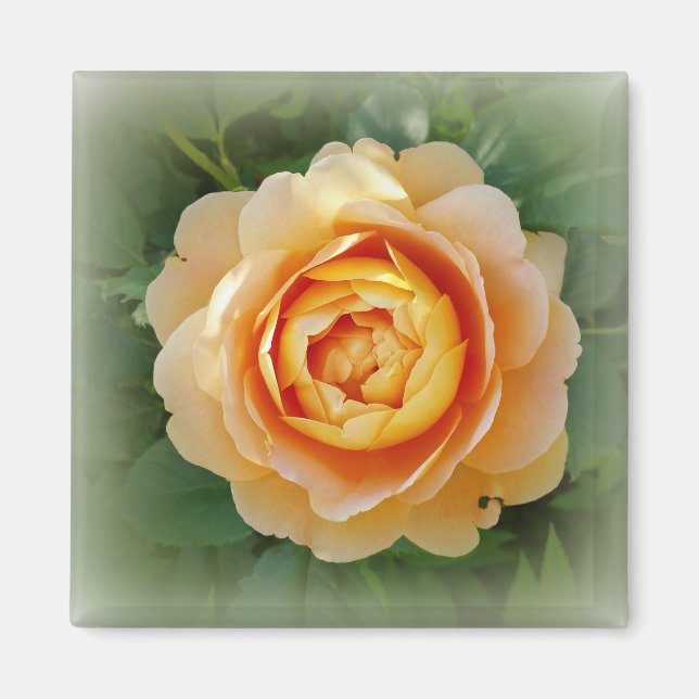 Golden rose magnet (Front)