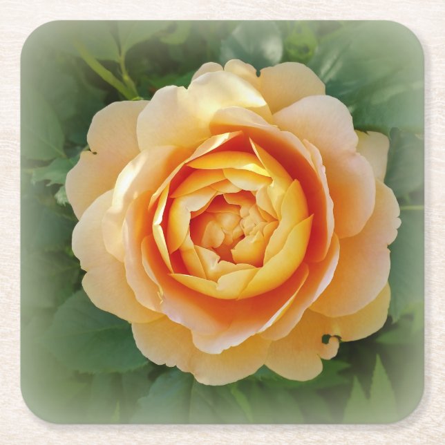 Golden rose square paper coaster (Front)