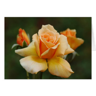 Golden Roses