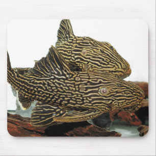Golden Royal Plecoのマウスパッド Mouse Mat
