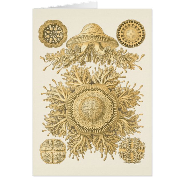 Golden Sea Creatures (Front)