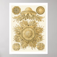 Golden Sea Creatures