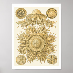 Golden Sea Creatures Poster