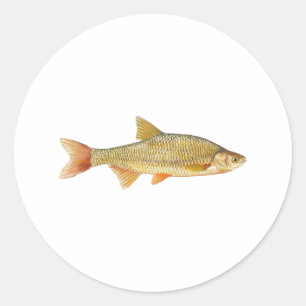 Golden Shiner Logo Classic Round Sticker
