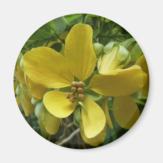 Golden Shower Tree Tropical Yellow Floral Magnet (Front)