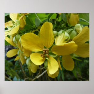 Golden Shower Tree Tropical Yellow Floral Poster