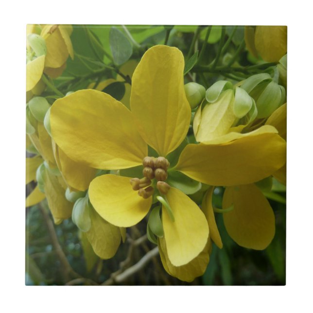 Golden Shower Tree Tropical Yellow Floral Tile (Front)