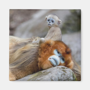 Golden Snub-nosed Monkey Dad with Baby Magnet