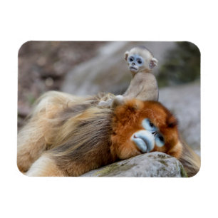 Golden Snub-nosed Monkey Dad with Baby Magnet
