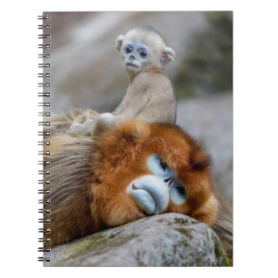 Golden Snub-nosed Monkey Dad with Baby Notebook